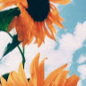 Meet your Posher, Lily